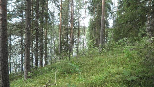 Ilkonsalontie, Vääräjärvi Salmenranta RN:o 4:55 -, Toiviala, Ruokolahti