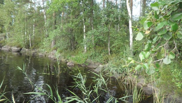 Vehkajärventie, Vehkajärvi 4 kpl tontteja 0,448-0,7 ha -, Ilmajärvi, Ruokolahti