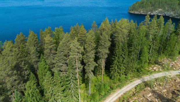 Kiminkijärvi tontti 4, Suovanlahti, Viitasaari