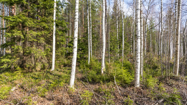 Harmaaniementie 74, Keuruu, Keuruu