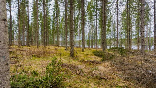 Peltoniementie 250, Kolho, Mänttä-Vilppula