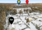 Ojalanlenkki 12, Kytö, Joensuu