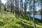 Tontin metsää