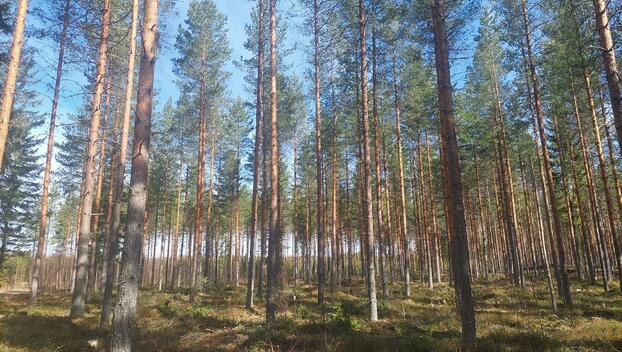 Koivukaarteentie 1, Riistavesi, Kuopio