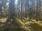 Kuivaniementie Metsätilat, Kutemajärvi, Kangasniemi