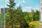 Kauniit näkymät kallioiseen mäntymetsään.