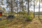 Hernemäentie 21, Hirvilahti, Kuopio