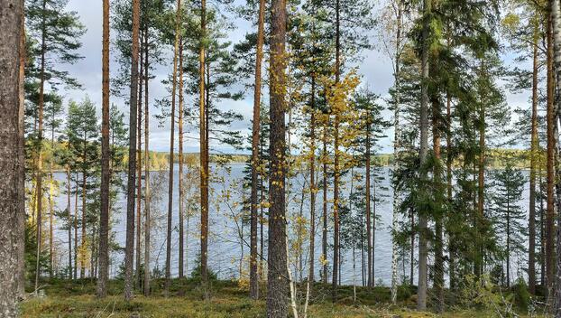 Rauhakiventie tontit 2, 3 ja 6, Ristiina, Mikkeli