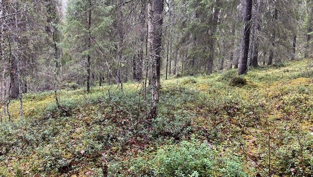 Mellalammentie 37, undefinedRovaniemi