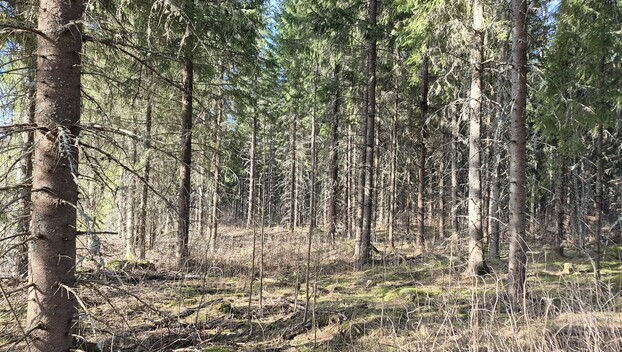 Sininentie 747, Syvänniemi, Kuopio