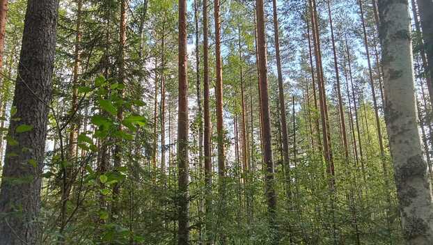 Kiiskiniementie -, Lahnasalo, Mikkeli