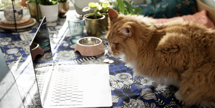 Asuntojen hintakehitys - Kiinteistömaailma.fi