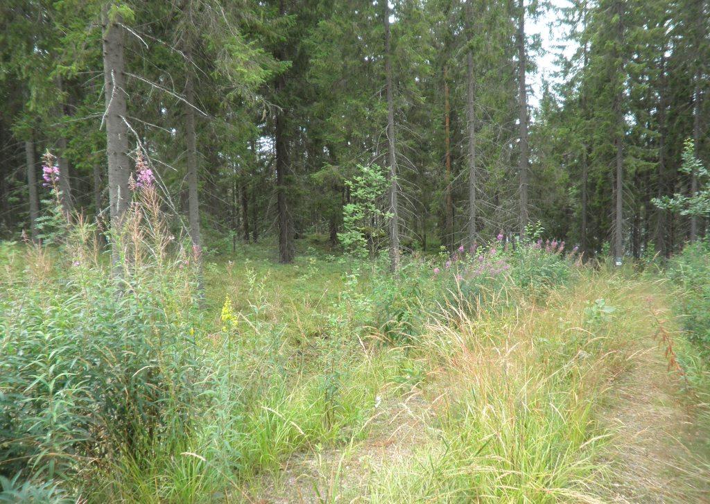 Ilkonsalontie, Vääräjärvi Salmenranta RN:o 4:55 -, Toiviala, Ruokolahti