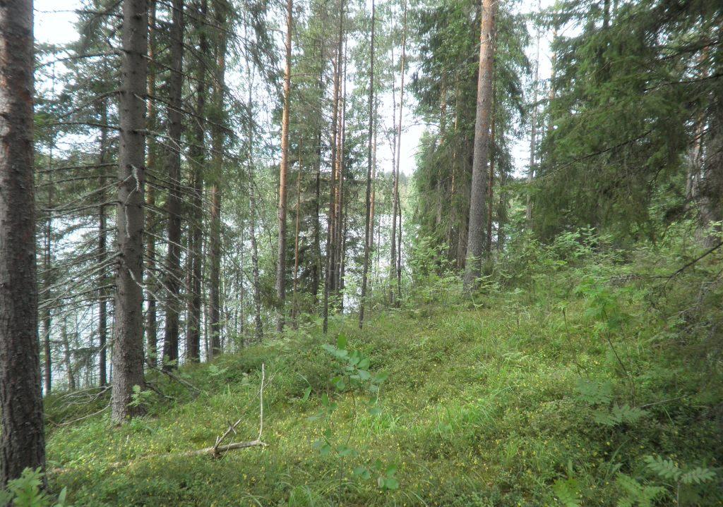 Ilkonsalontie, Vääräjärvi Salmenranta RN:o 4:55 -, Toiviala, Ruokolahti