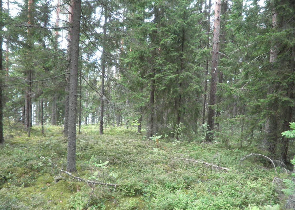 Ilkonsalontie, Vääräjärvi Salmenranta RN:o 4:55 -, Toiviala, Ruokolahti