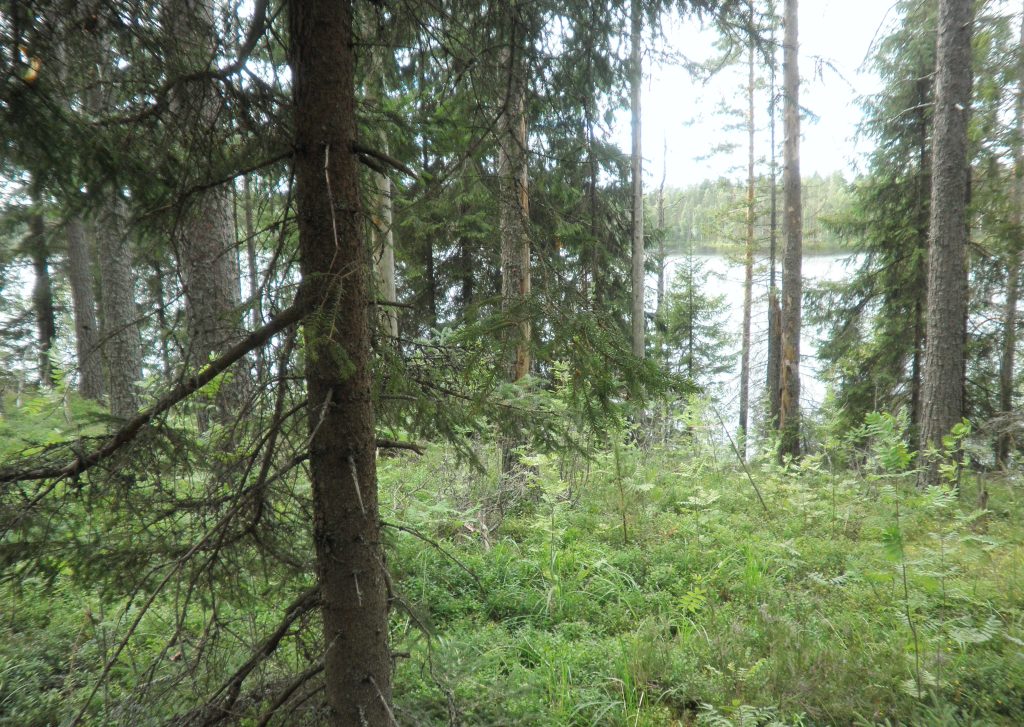 Ilkonsalontie, Vääräjärvi Salmenranta RN:o 4:55 -, Toiviala, Ruokolahti