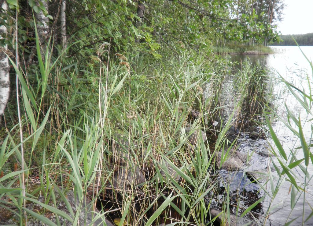 Tila Siika RN:o 2:103