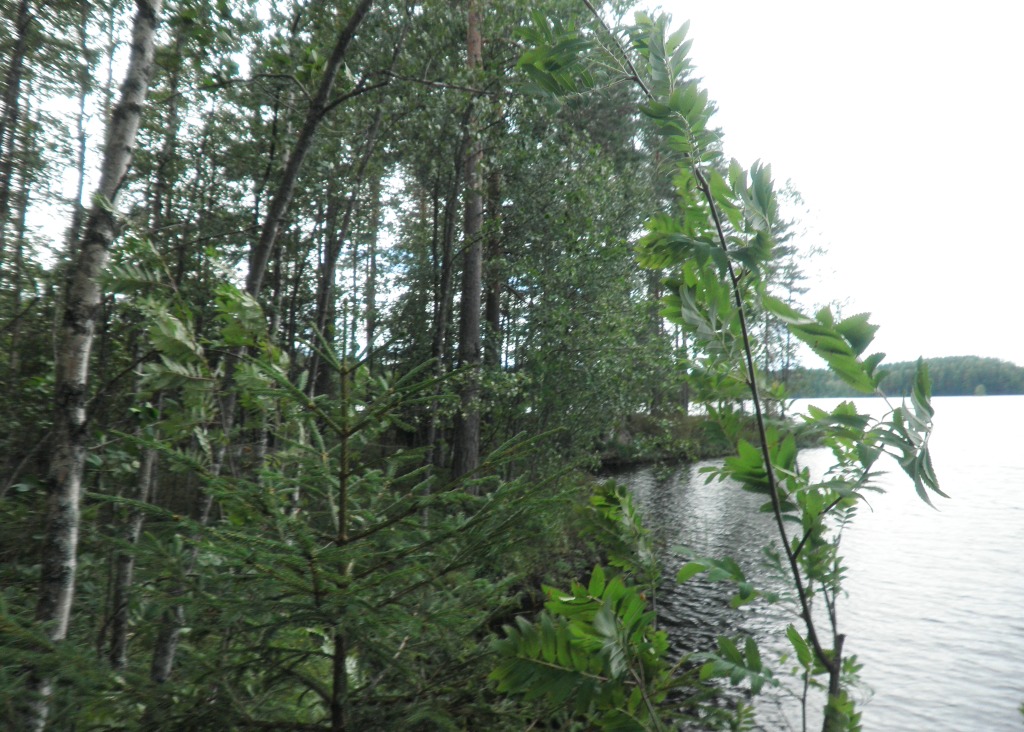 Tila Vehkaniemi RN:o 2:104