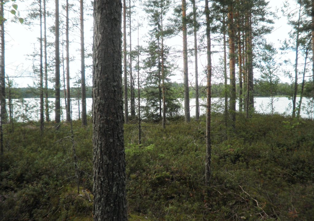 Tila Vehkaniemi RN:o 2:104