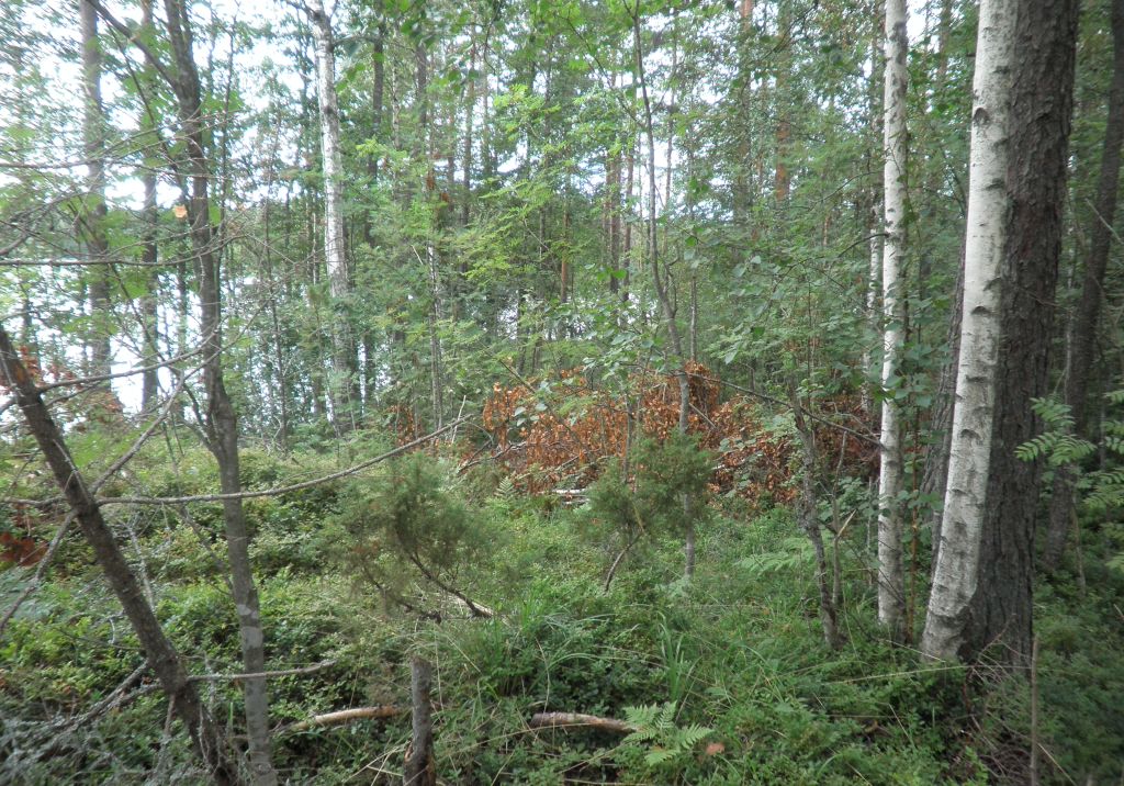 Tila Hauki RN:o 2:102