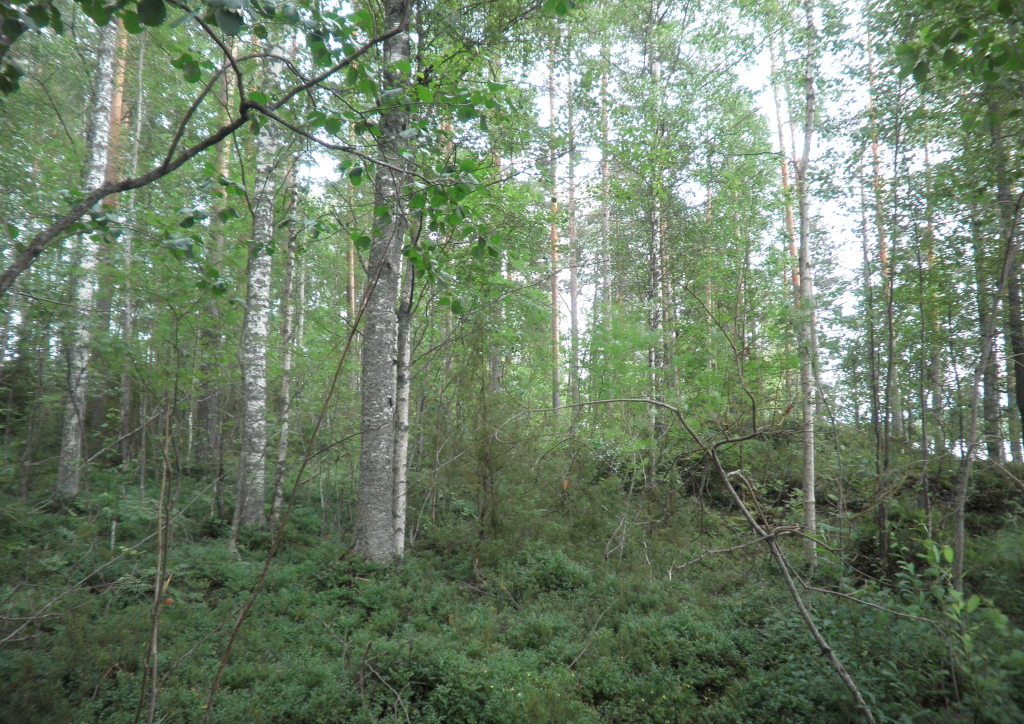 Tila Hauki RN:o 2:102