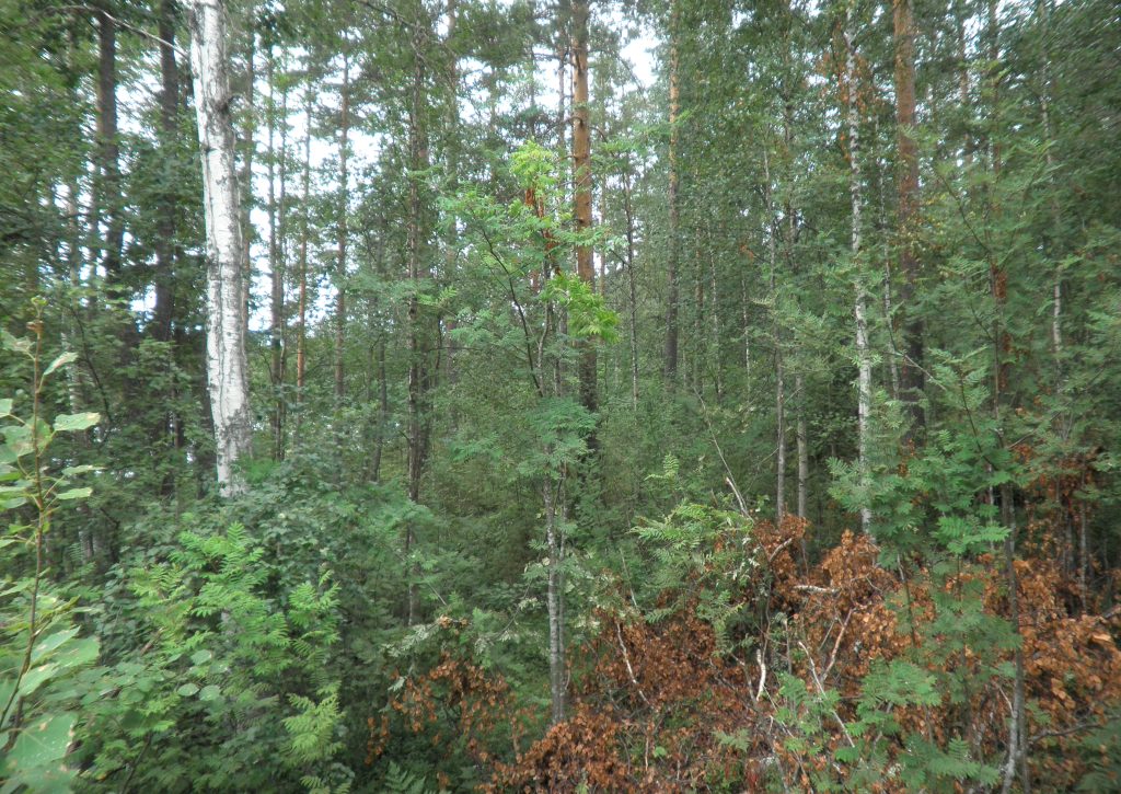 Tila Hauki RN:o 2:102