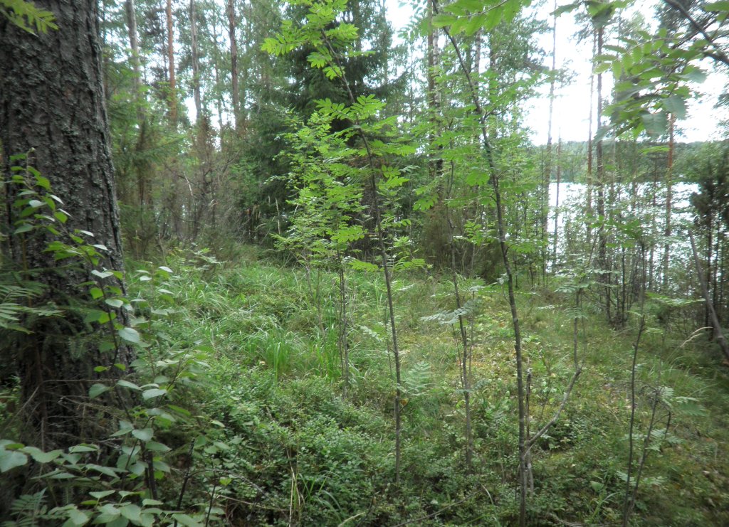 Tila Lohi RN:o 2:101