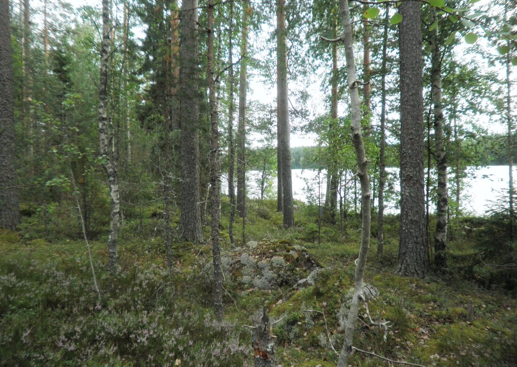 Tila Vehkaniemi RN:o 2:104