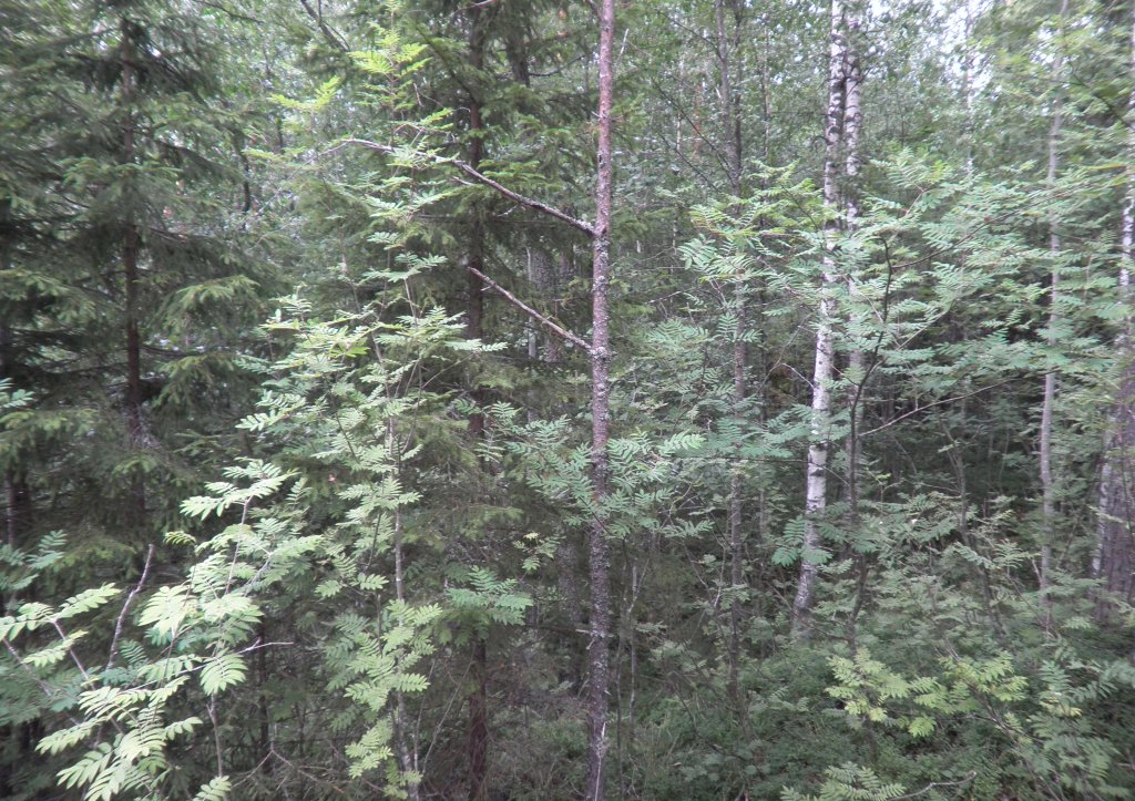 Tila Lohi RN:o 2:101