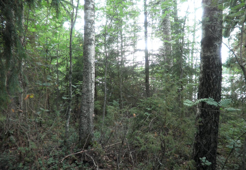 Tila Siika RN:o 2:103