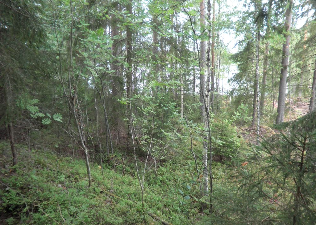 Tila Vehkaniemi RN:o 2:104