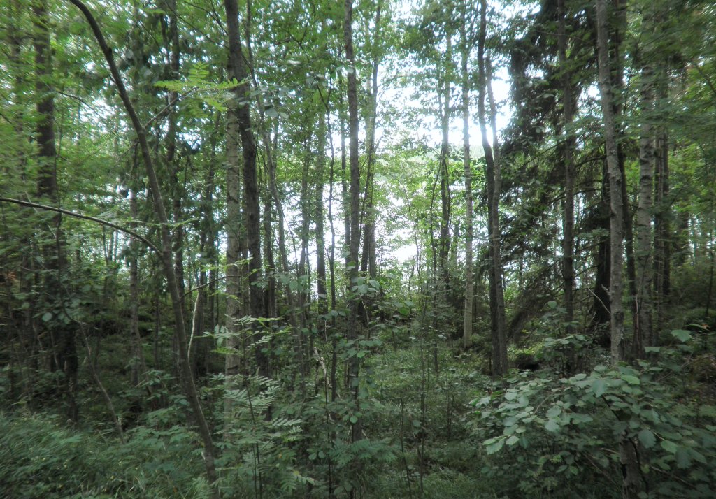 Tila Lohi RN:o 2:101