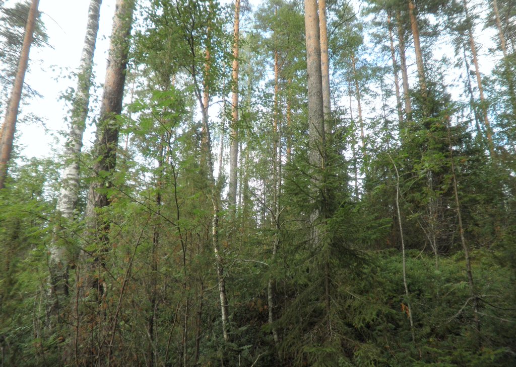 Tila Siika RN:o 2:103