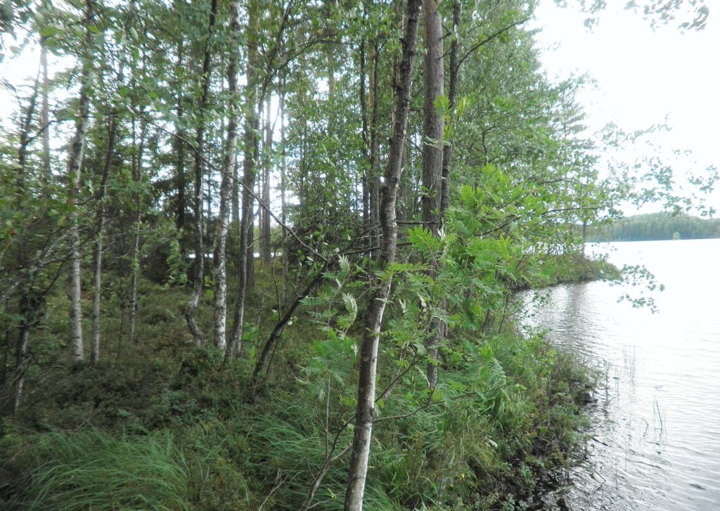 Tila Vehkaniemi RN:o 2:104