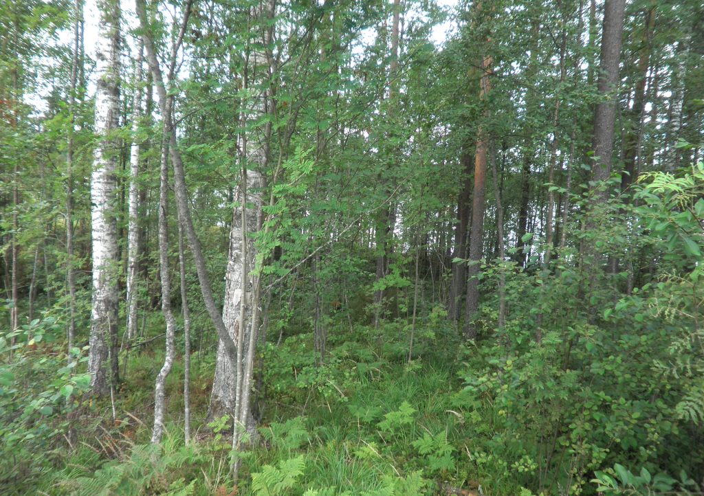 Tila Hauki RN:o 2:102