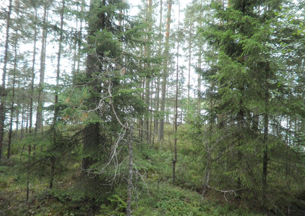 Tila Vehkaniemi RN:o 2:104