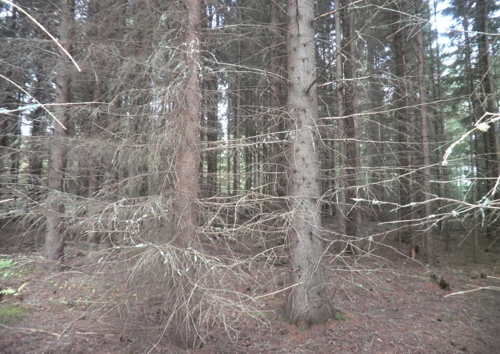 Visatie, Savonkaita -järvi, Ruokolahti Kemppilä Karpalo R:no 3:23 -, Kemppilä, Ruokolahti