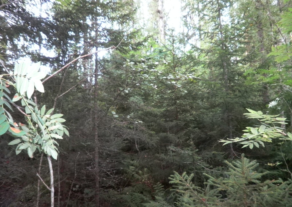 Visatie, Savonkaita -järvi, Ruokolahti Kemppilä Karpalo R:no 3:23 -, Kemppilä, Ruokolahti