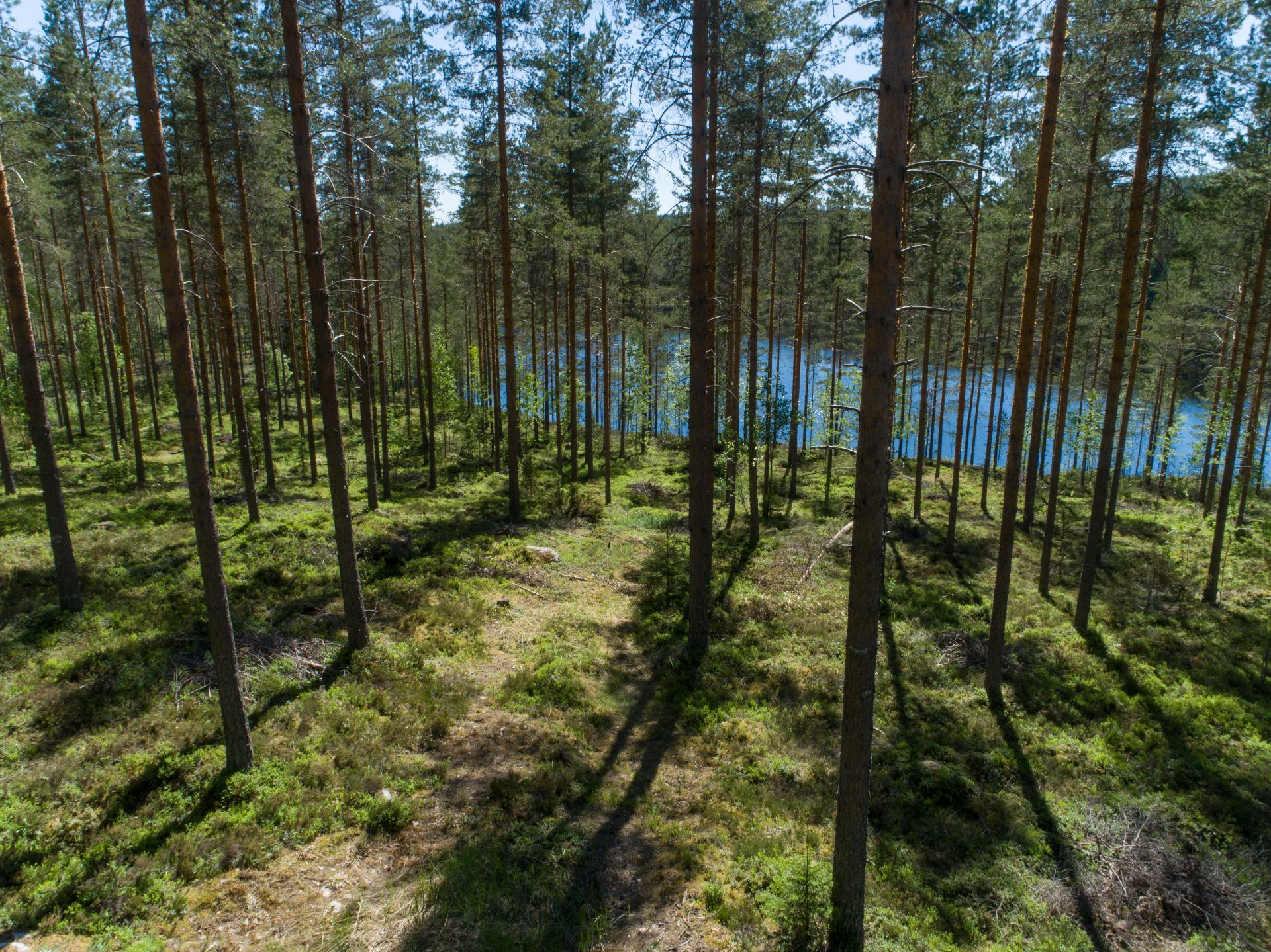 Pieni Niinijärvi tontti 2, Uurainen
