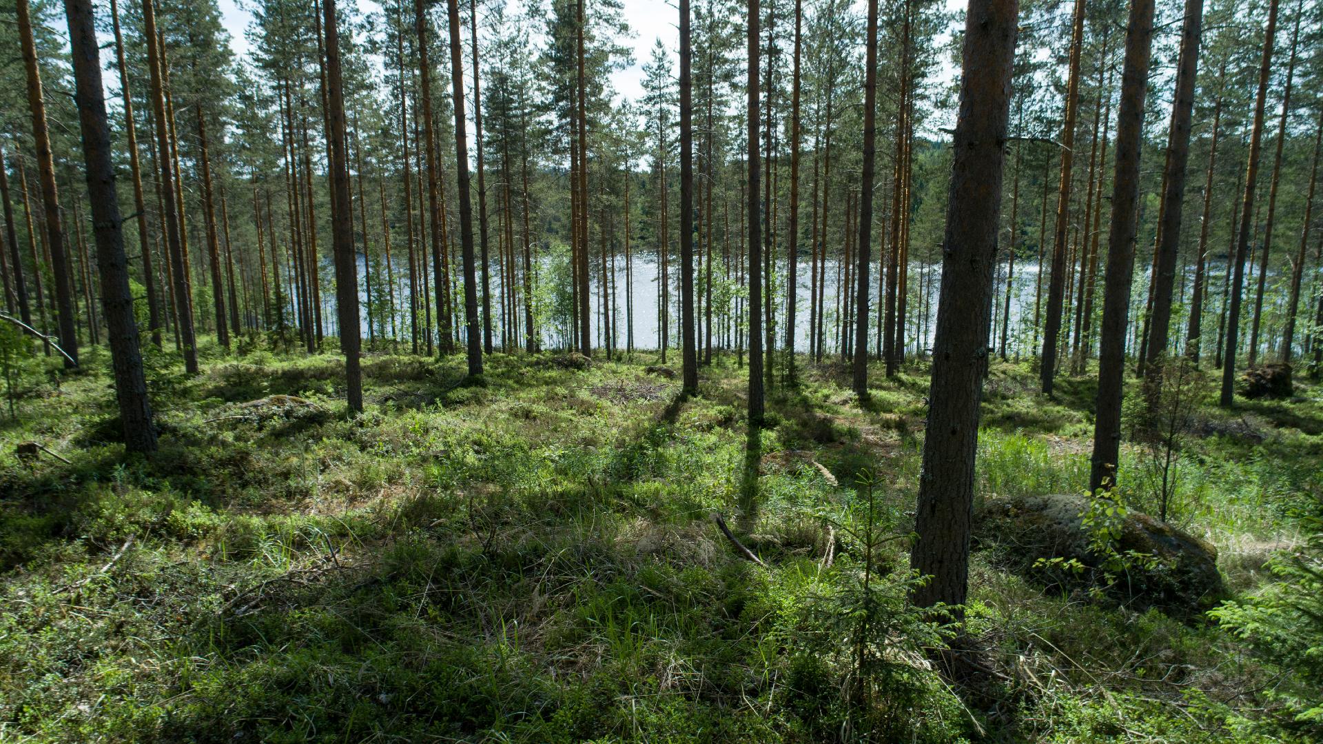 Pieni Niinijärvi tontti 2, Uurainen