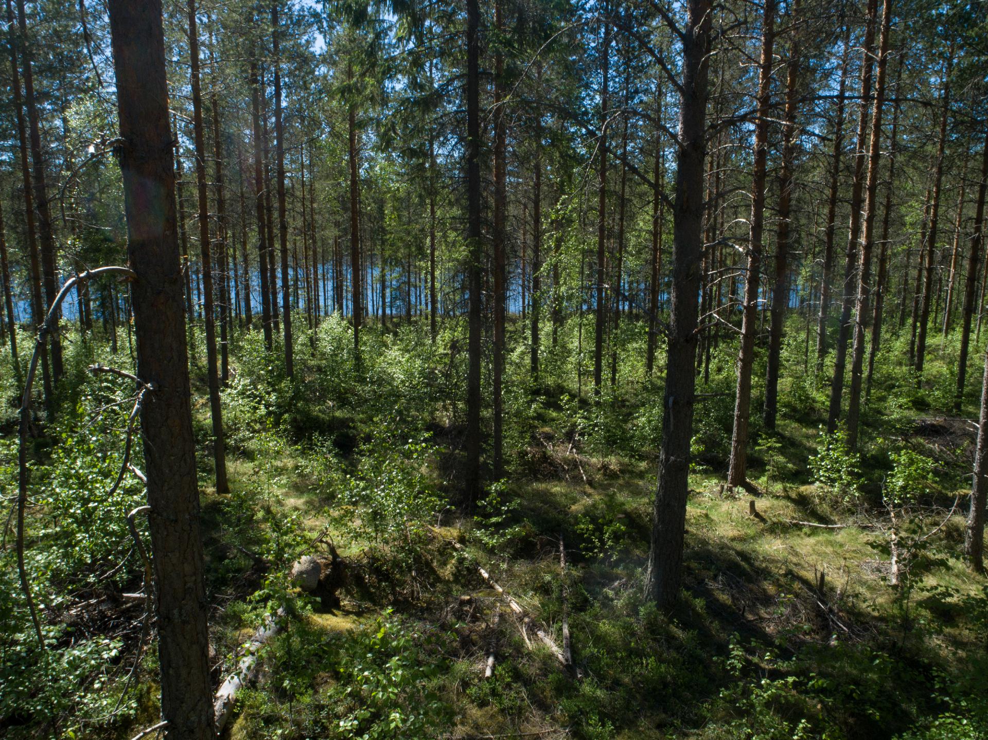 Rajajärvi tontti 2, Uurainen