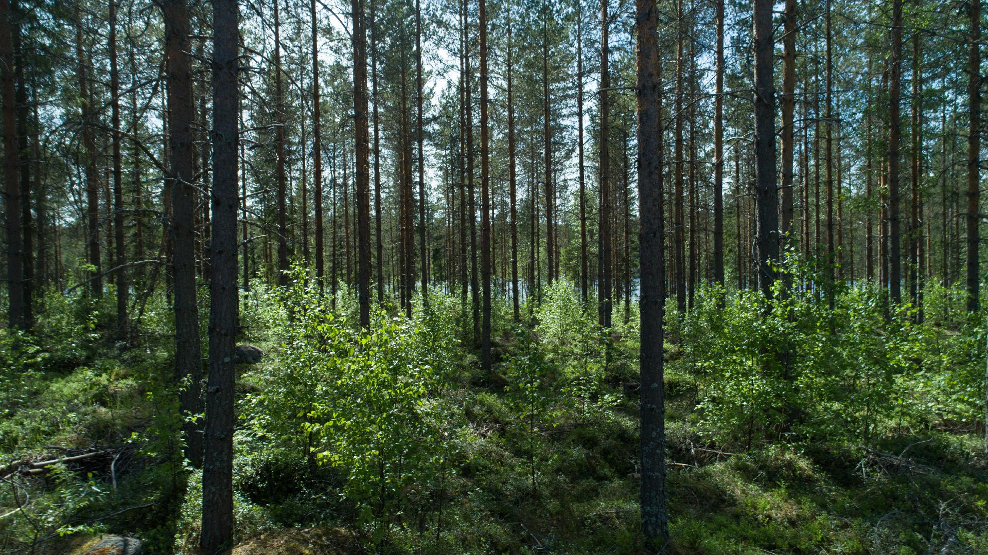 Rajajärvi tontti 3, Uurainen