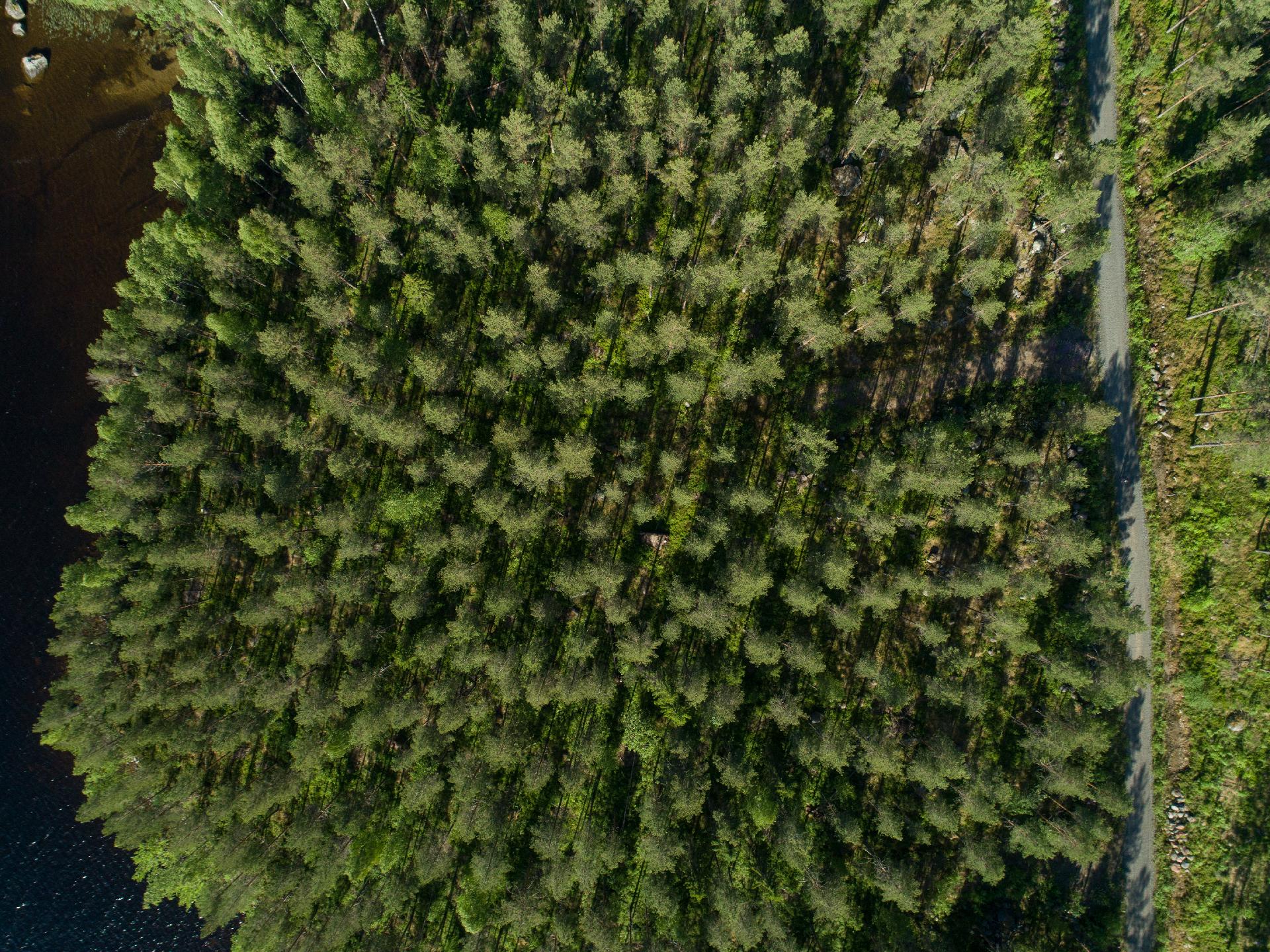 Uittosalmentie Tontti 4, Piilola, Äänekoski