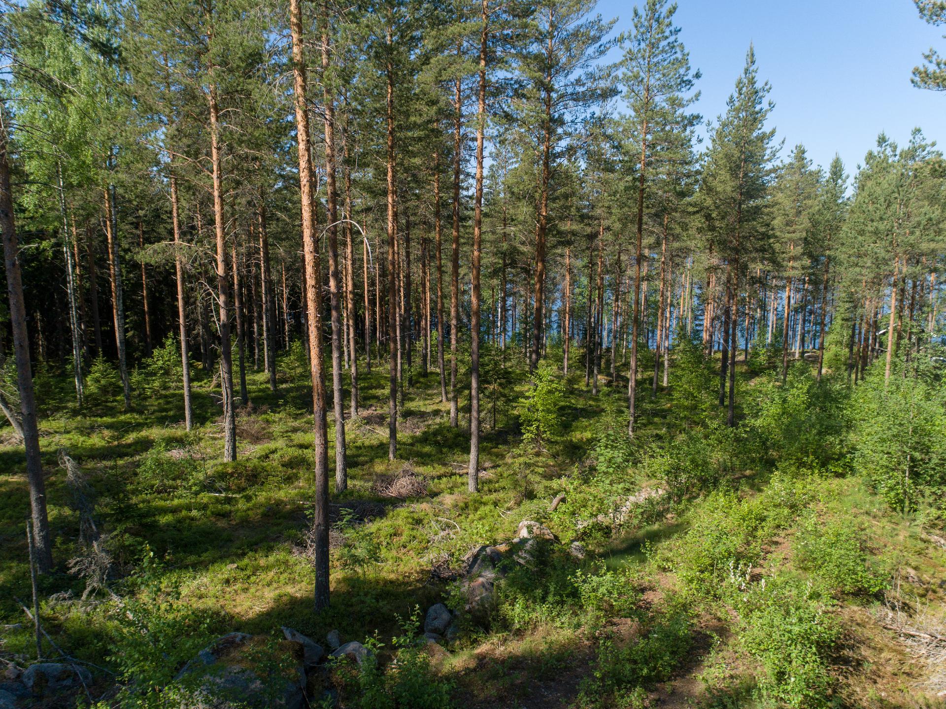 Lohiluodontie Tontti 19, Piilola, Äänekoski