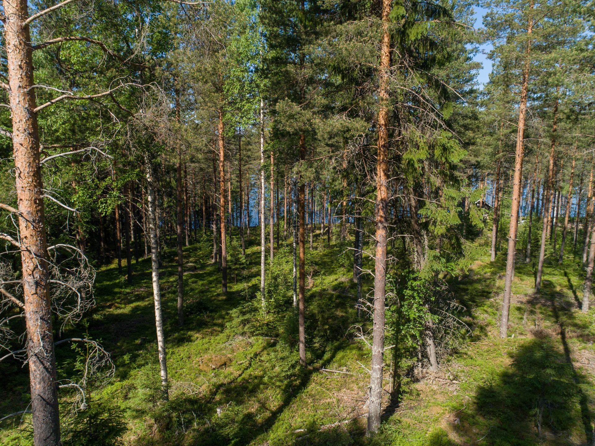 Lohiluodontie Tontti 19, Piilola, Äänekoski