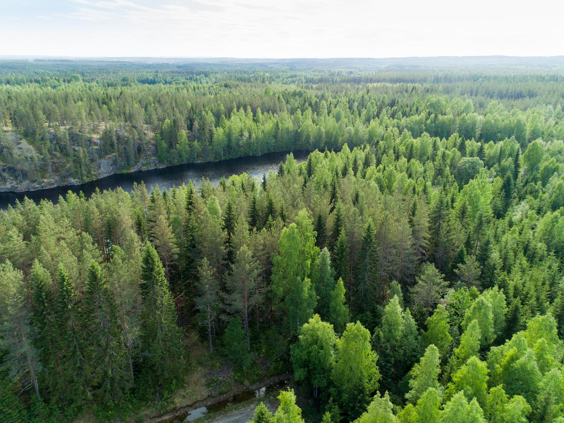 Rauskajärvi tontti 254, Viitasaari