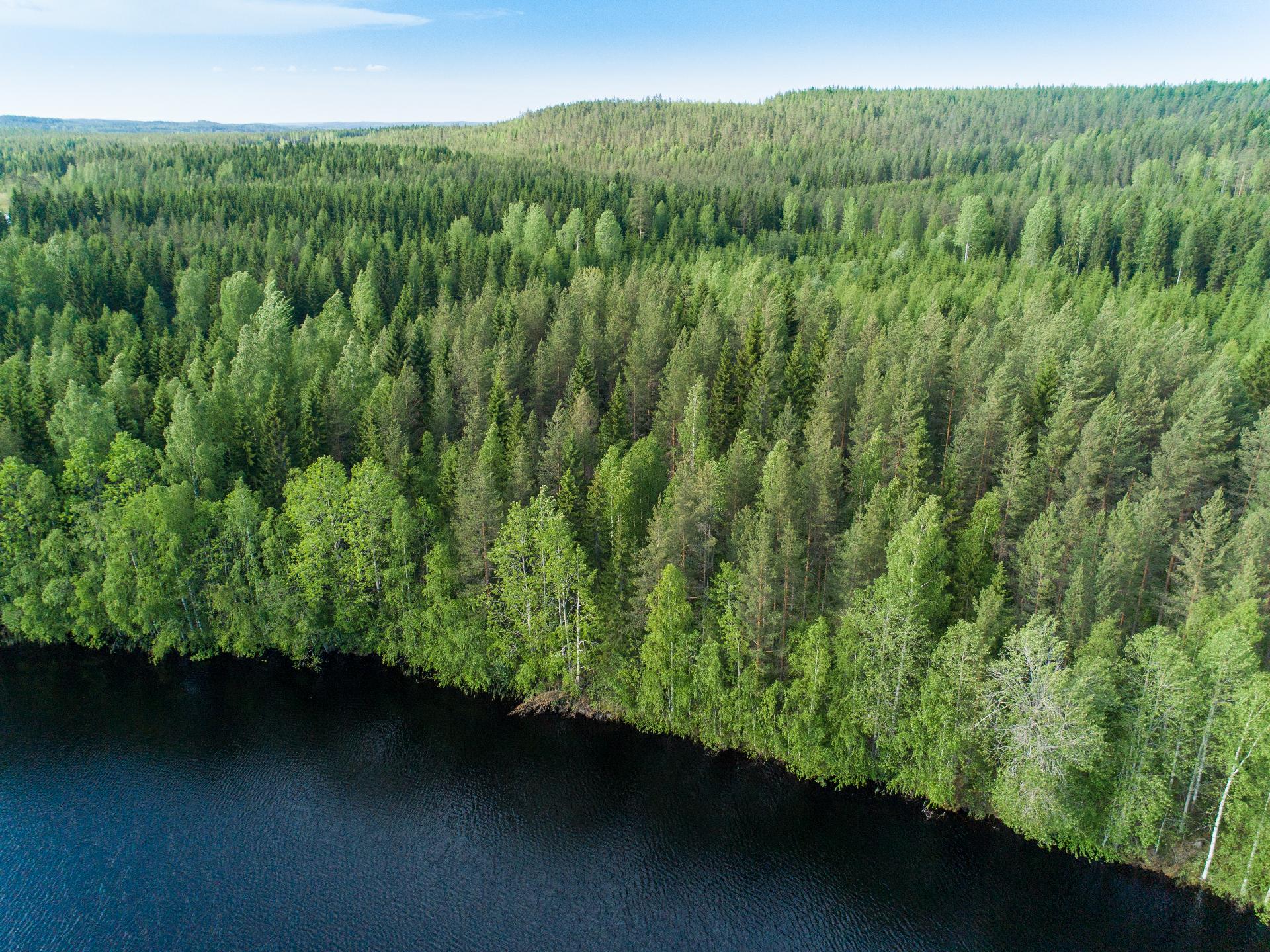 Rauskajärvi tontti 255, Viitasaari