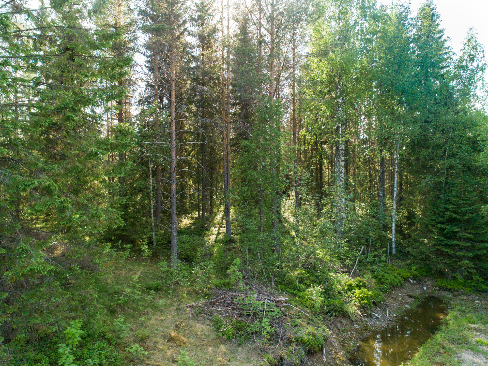 Rauskajärvi tontti 256, Viitasaari