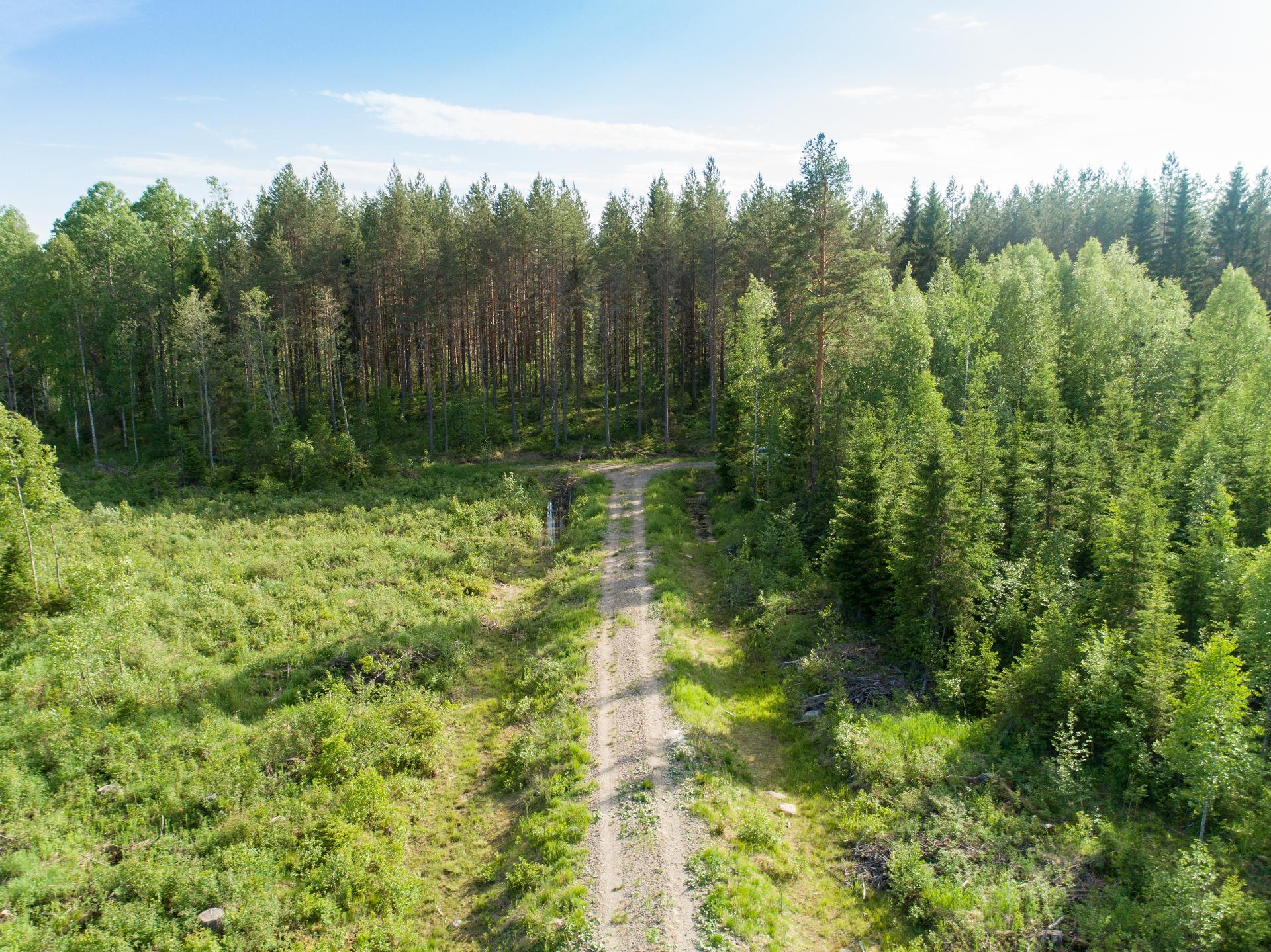 Rauskajärvi tontti 256, Viitasaari