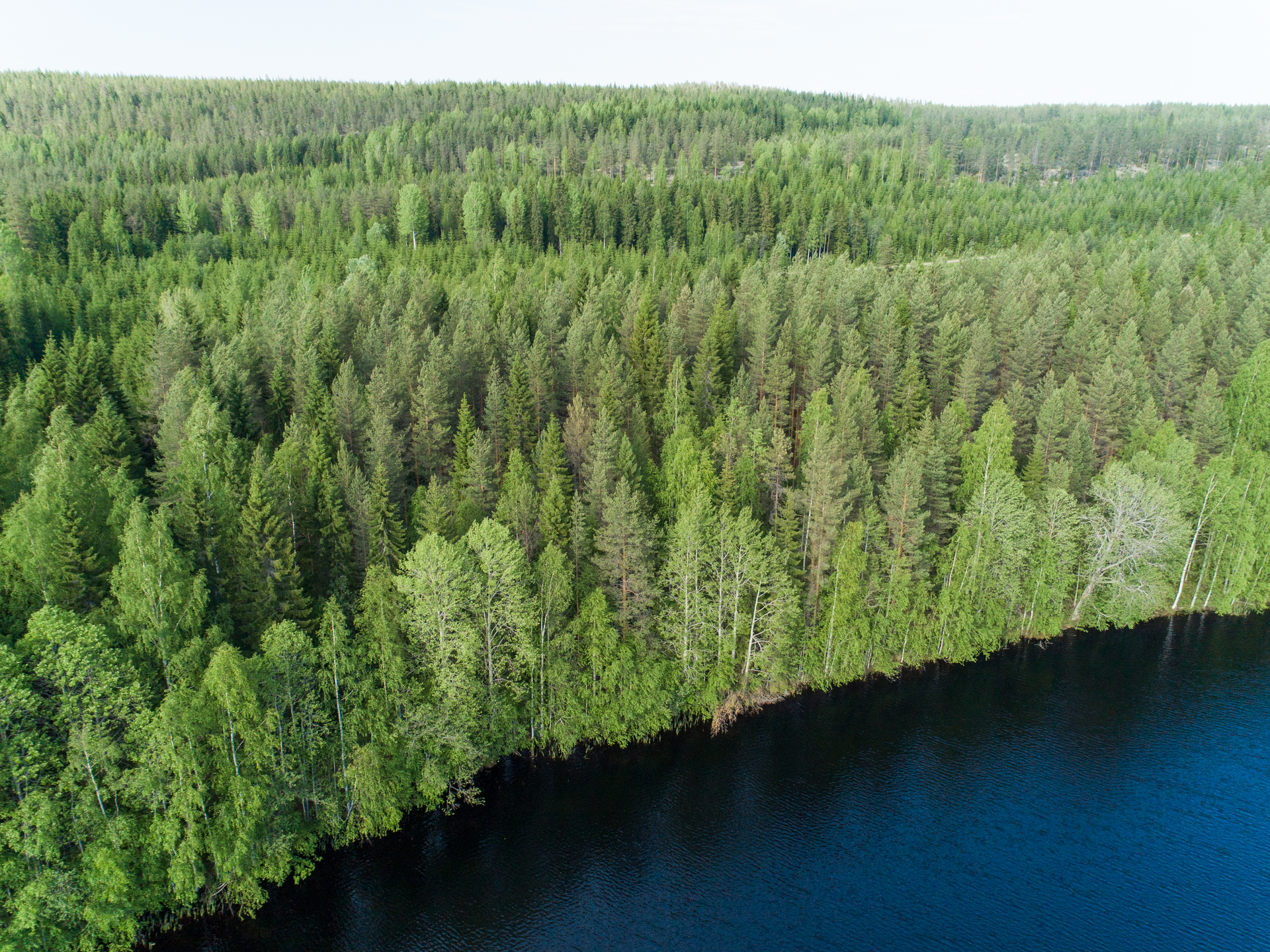 Rauskajärvi tontti 256, Viitasaari